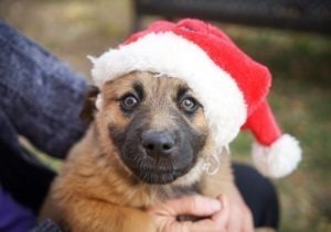 santa claus hat