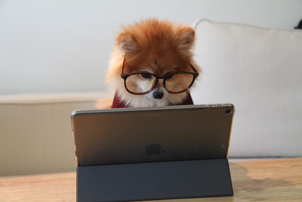 KPIs for Google ads smart dog