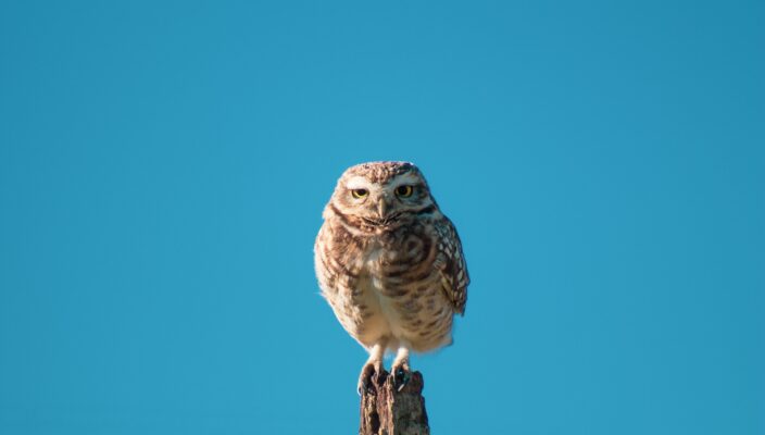 Online advertising: Seven Must-track KPIs for Google ads