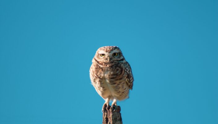 Online-Werbung: Sieben unverzichtbare KPIs für Google-Ads